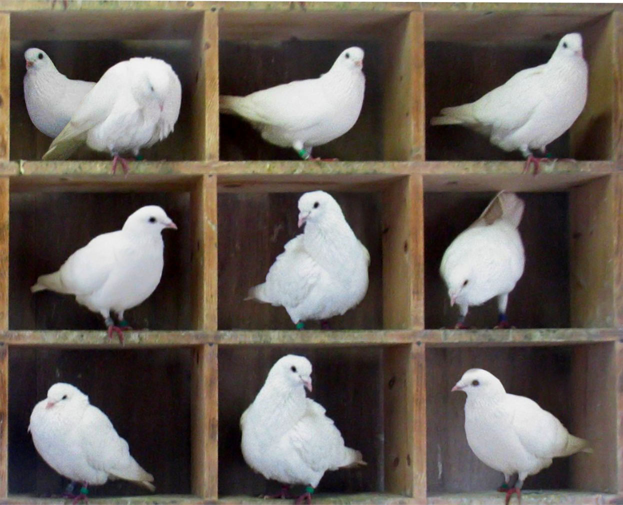 What Does The Term Pigeonhole Mean In Government